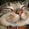ノラ猫